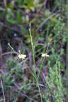 Florida yellow flax